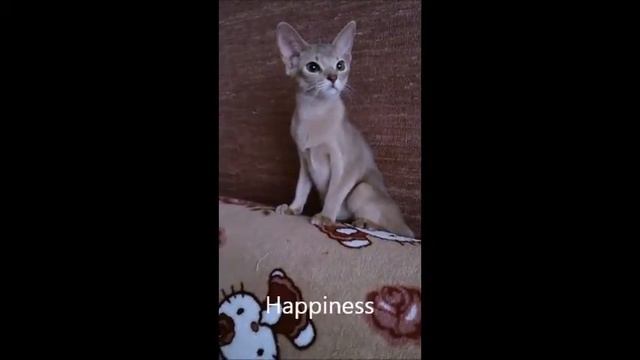 Абиссинская кошечка окраса фавн .Abyssinian kitten color fawn. смотреть онлайн