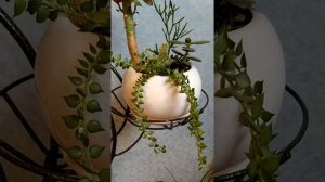 Дисхидия Миллион сердец цветение.