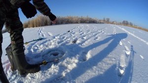 Ловля окуня зимой на мормышку с мотылем - в начале декабря 2021-2022