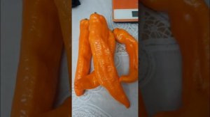 Перец сладкий Оранжевый длинный голландец.