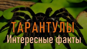 Интересные факты о тарантулах