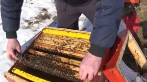 Работы на пасеке весной. Проблемная семья.