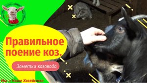Поение коз. Не секрет козоводов!