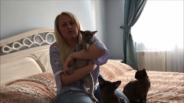 🐱 Коты и кошки питомника бурма. Серия 1. Приам и Патрокл смотреть онлайн