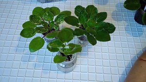 Фиалки в домашних условиях. Плесень на поверхности грунта. Что делать?