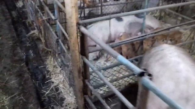 Вес поросят в 6 месяцев. Вес хряка ДЮРКА в 1 год и 7 месяцев. Чем занимаемся пока непогода. смотреть онлайн