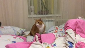 Кот мило шипит на пылесос