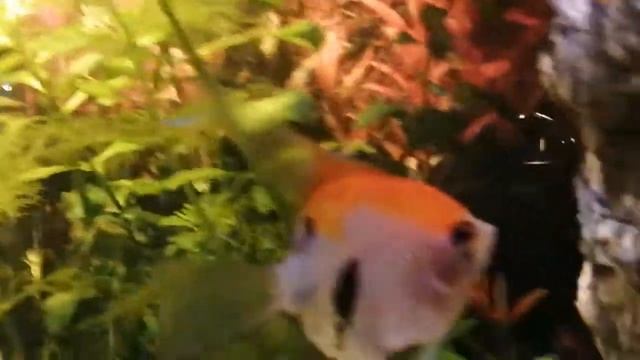 Скалярия Black Red Devil Павел смотреть онлайн