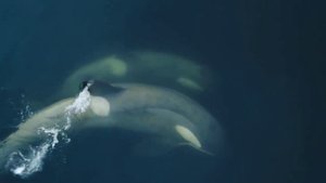 Антарктика. Косатки vs папуанский пингвин.