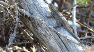 Pareja de lagartija esbelta (Liolaemus tenuis)