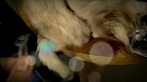 Ошейник от блох.seresto