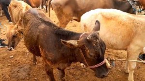 Скотный рынок Кумсангир/ Джайхун,Молбозори Қумсангир/ Ҷайҳун,Цены лошадей ?,и ?,Гови Ҷушо,БУҚАҲОИ К