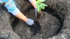 Весенняя посадка вегетирующих саженцев