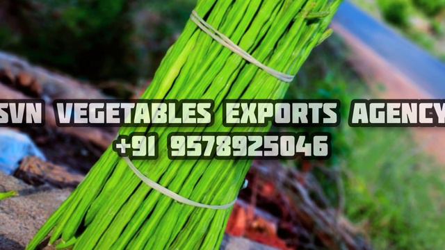 #Drumsticks (Muringa) Export quality #svnvegexpo