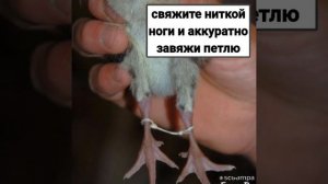 Как лечить шпагат у цыплят!!!