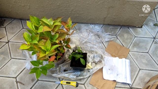 Гортензии сбежавшая невеста и Кларисса. Обзор посылки "Лизгард" смотреть онлайн