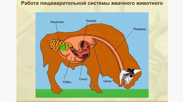 Работа желудка жвачных животных. Это нужно знать для ЕГЭ