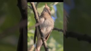 Звуки природы для детей for kids , птицы , relaxing