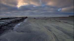 Восход солнца - Детеныши аргентинского тюленя