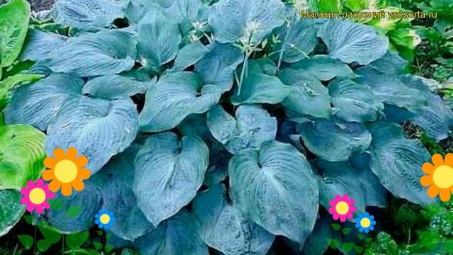 Хоста гибридная Биг Дэдди. Краткий обзор, описание характеристик hosta hybrida Big Daddy смотреть онлайн