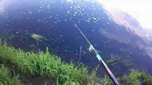 Ловля окуня и пескаря на реке/огромный пескарь/последняя высокая вода весной в Орше #5