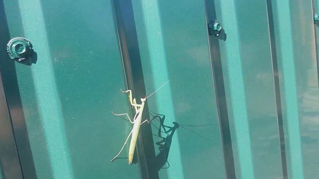 Самка богомола у нас в гостях. Mantis