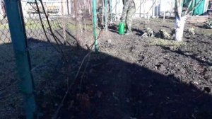 Обработка винограда железным купоросом осенью