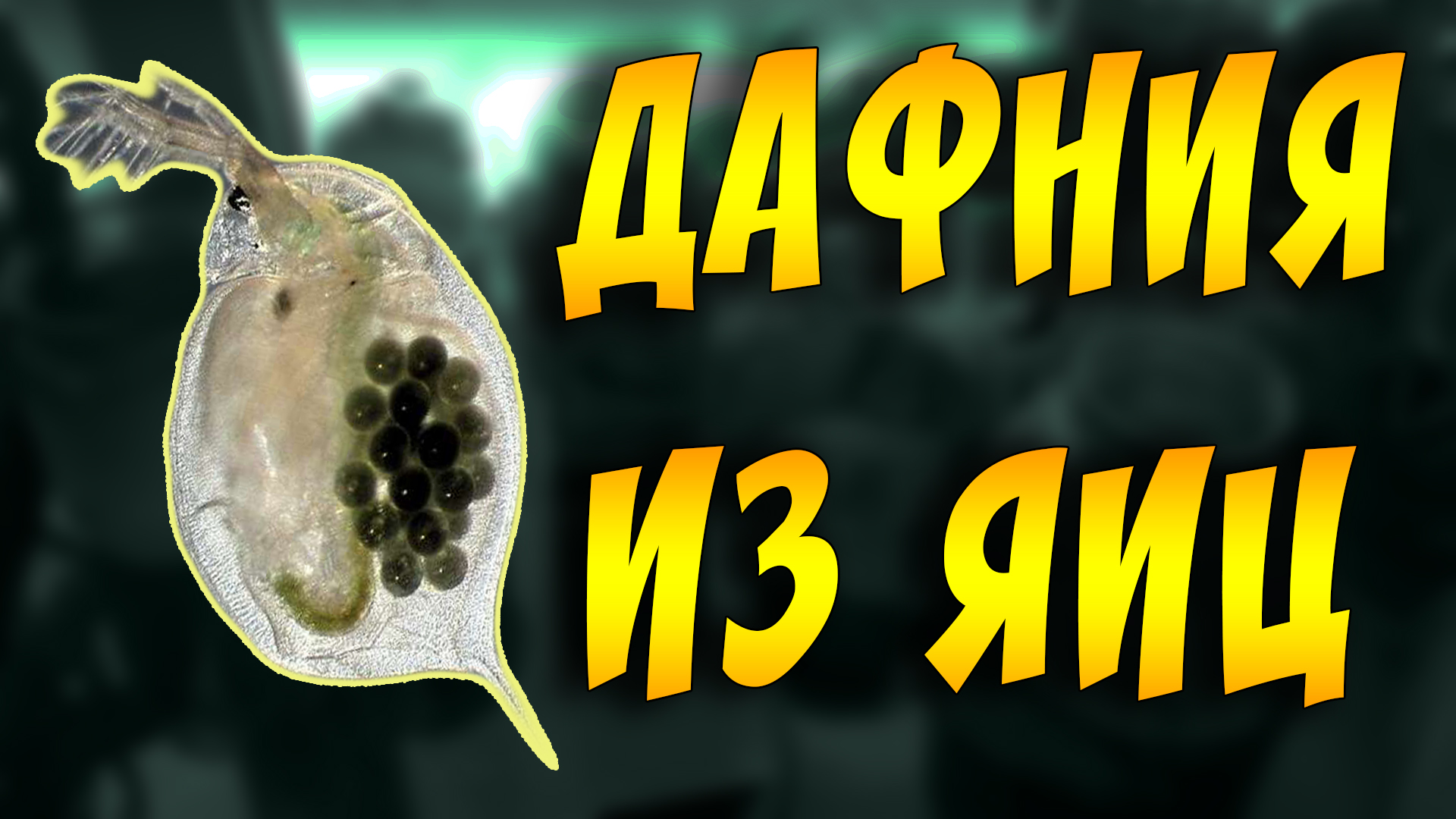 ДАФНИЯ ЖИВОЙ КОРМ ДЛЯ РЫБОК! РАЗВЕДЕНИЕ ДАФНИИ НА БАНАНОВЫХ ШКУРКАХ! смотреть онлайн