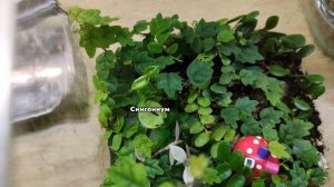 Мои флорариумы