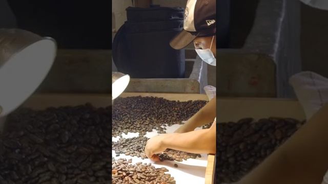 How Cacao Is Made In Guatemala