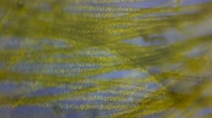 Нитчатая водоросль спирогира (Spirogyra). Микро видеосъемка. Движение водоросли.