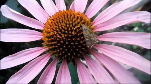 Луговой мотылек- злостный вредитель