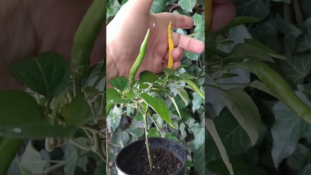 Перец острый Pepperoni Lemon смотреть онлайн