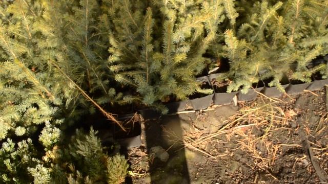 В парнику зимують важко смотреть онлайн