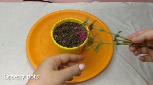 Pentas propagation from cuttings/ how to grow cuttings from Pentas plant/Pentas Flower (English)