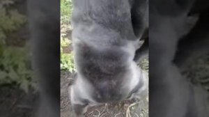 Как лечить аллергию у Кане Корсо? | How to treat allergies in Cane Corso?