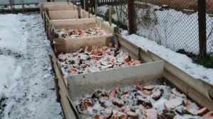 Чем мы кормим червей для рыбалки