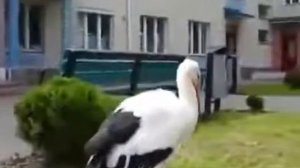 Кого принёс аист?
