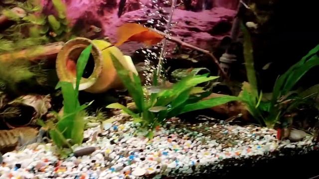 Раки??? смотреть онлайн