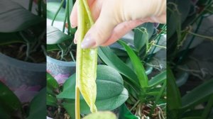 Вернуть сортовой окрас помогло только это? #ФИЛОДЕНДРОН Параисо Верде? #цветы #растения #shorts