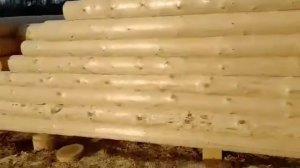 Производство сруба дома 5 на 6 в чашу в кругляк