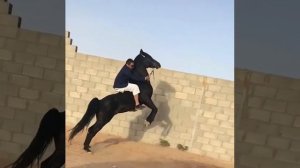 АРАБСКИЙ СКАКУН