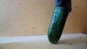 огурец играет на трубе и помидор такой воч ю ноу бау