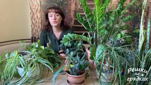 ТОП 10 Самые неприхотливые комнатные цветы // Проверено на собственном опыте ??