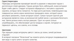 Антуриум Anthurium Бьюти Блэк