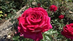 Rosa ´Maria Callas´