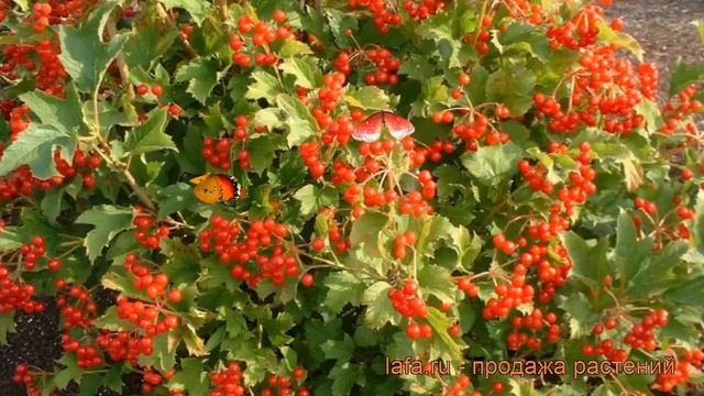 Калина обыкновенная Компактум (viburnum compactum) ? обзор: как сажать, саженцы калины Компактум смотреть онлайн