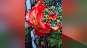 23.11.2023 Станица Бородинская, Приморско-Ахтарский район. Первый снег, все цветочки во льду.