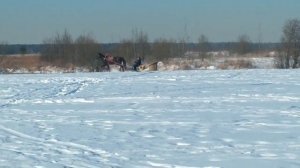 Работа в упряжи. Паломник он же Паша в санях.