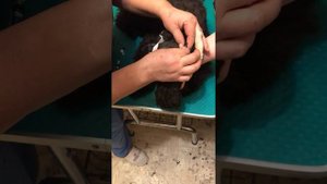 Подклейка ушей. Часть 1